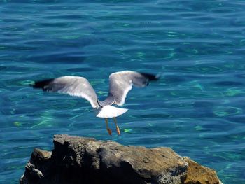 View of birds flying over sea