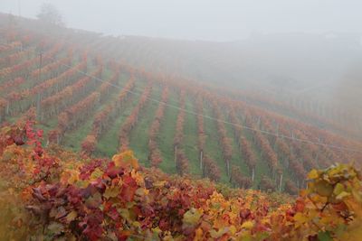 Scenic view of vineyard against sky