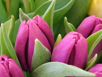 Close-up of pink flowering plant