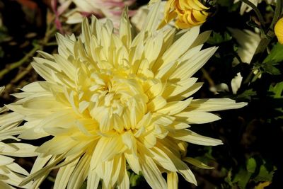 Close-up of yellow flowering plant