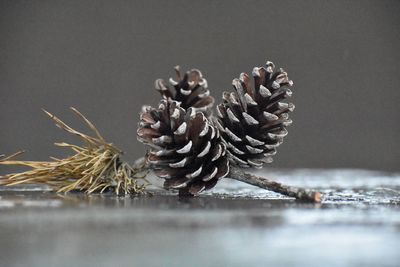 Close-up of pine cones on table