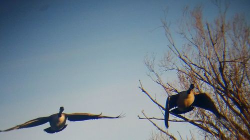 Low angle view of birds perching on tree