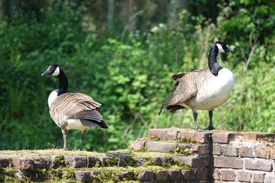 Birds on a wall