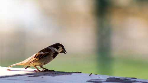 Bird perching on railing