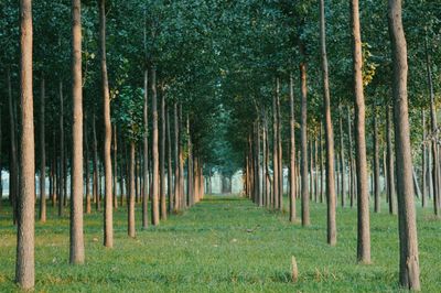 Road passing through forest