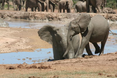View of elephant on land