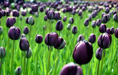 Close-up of tulips growing on field