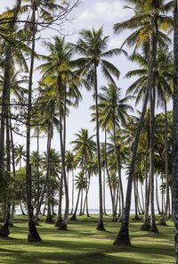 Palm trees on golf course