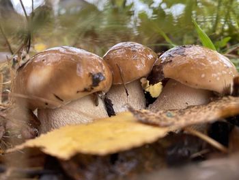 Close-up of mushrooms growing on field