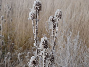 Close-up of wilted plant on field during winter