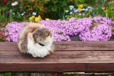 Close-up of a cat on flower