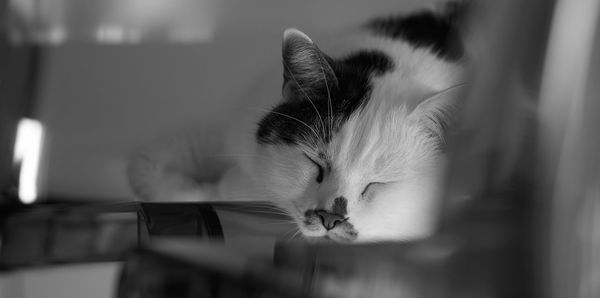 Close-up of cat sleeping