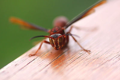 Close-up of insect