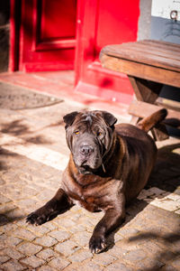Cute brown dog, outdoors looking attentively, red background colors.