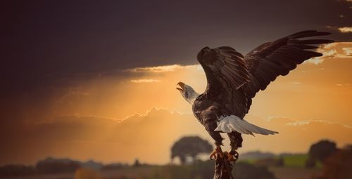 Bird flying against sky during sunset