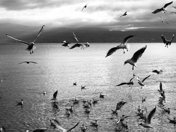 Flock of seagulls flying over sea