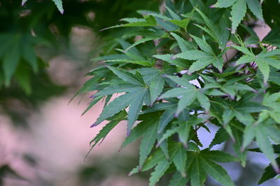 Close-up of plant leaves