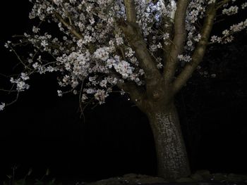 Close-up of flower tree