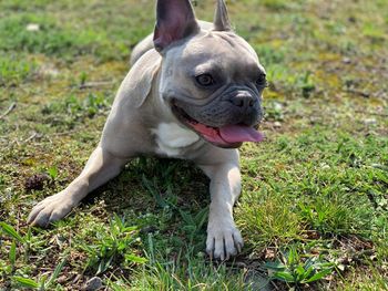 Portrait of a dog on field