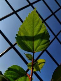 Low angle view of plant against sky