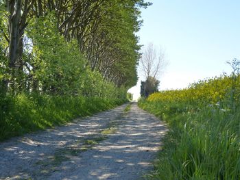 Narrow pathway along trees