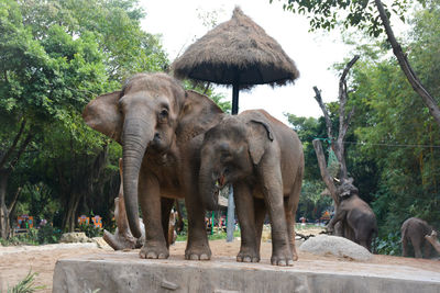 Elephants standing at park