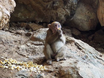 Monkey sitting on stone wall