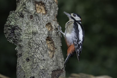 Close-up of bird perching on tree trunk