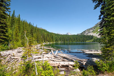 Scenic view of lake in forest against clear blue sky