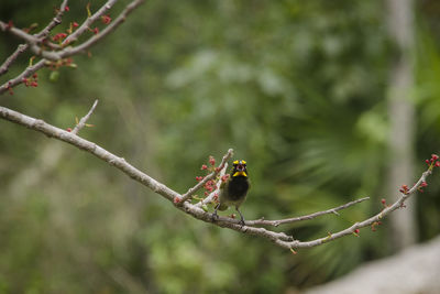 Close-up of bird perching on branch