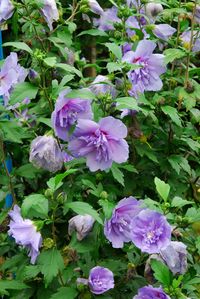 Purple flowers blooming outdoors