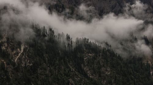 Panoramic view of trees in forest against sky