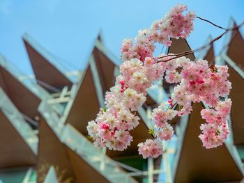 Close-up of pink flowering plant against building