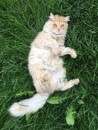 High angle view of cat on field