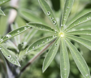 Close-up of wet plant leaves during rainy season