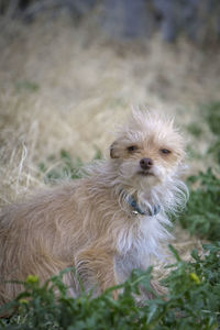 Portrait of dog on field