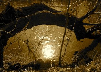 Trees on landscape during winter