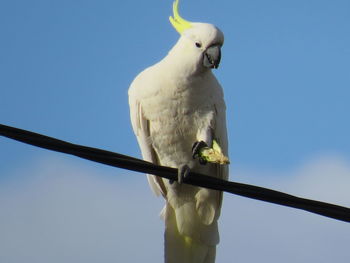 Low angle view of parrot perching against clear sky