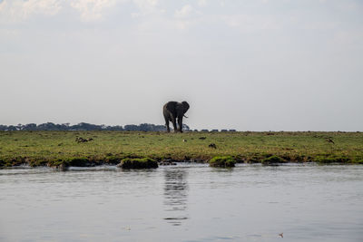 View of elephant in lake against sky