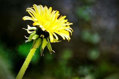 Close-up of yellow flowers