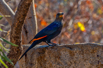 Close-up of bird perching on branch