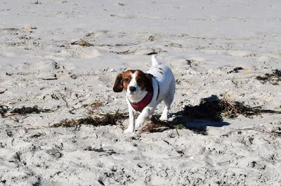 Dog lying on sand