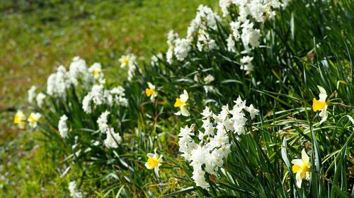 Close-up of white flowering plant in field