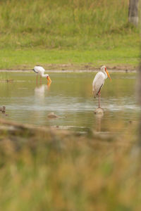 View of birds in water