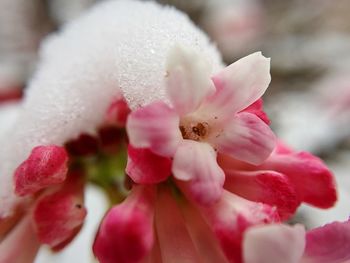Close-up of pink flower