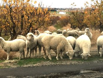 Flock of sheep