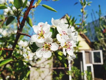 Close-up of white cherry blossom tree