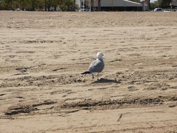 Seagull perching on a sand