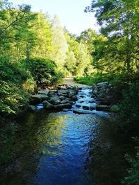 River flowing through forest