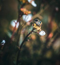 Close-up of water drops on twig